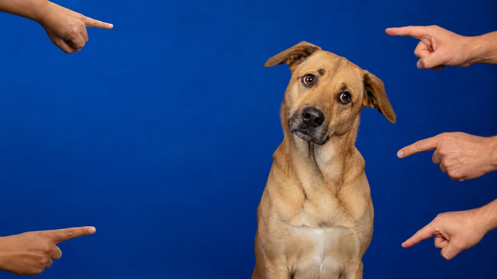 Perro recibiendo indicaciones contradictorias